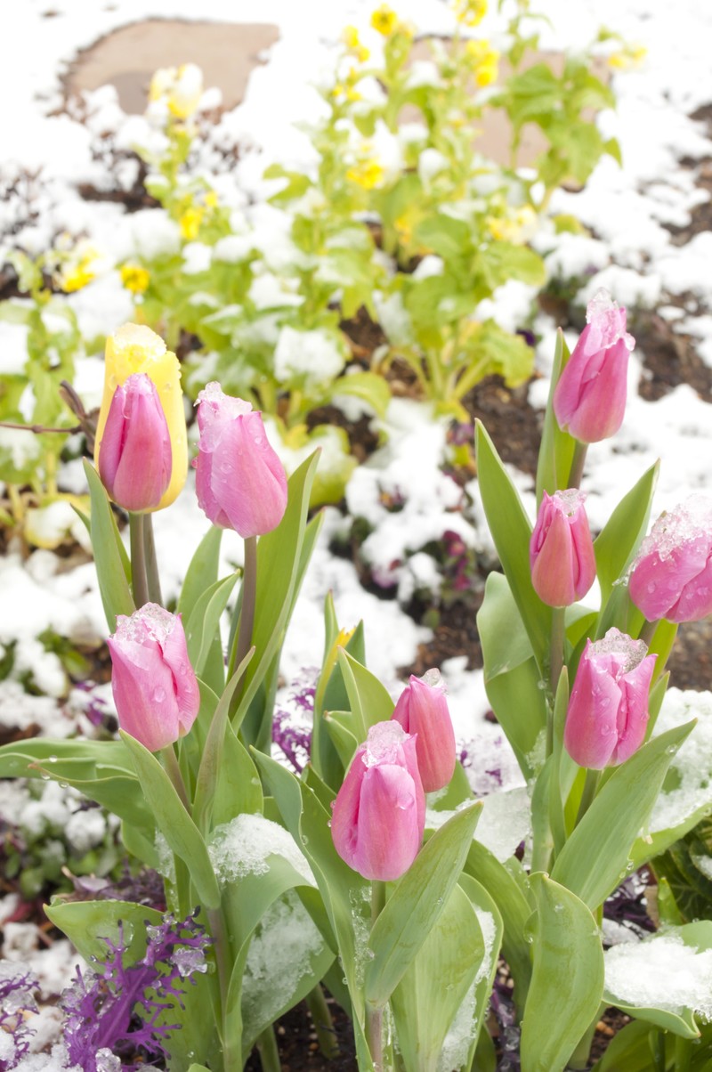 笑顔の花を咲かせよう お話 平和を願う草の根グループえんどうまめ